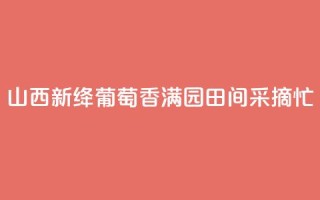 山西新绛：葡萄香满园 田间采摘忙