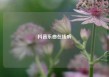 抖音乐曲在线听
