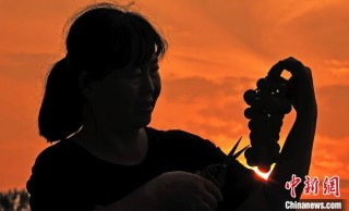山西新绛：葡萄香满园 田间采摘忙
