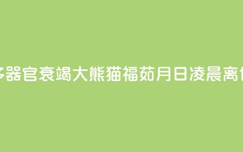 多器官衰竭 大熊猫“福茹”8月16日凌晨离世  第1张