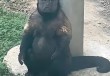 合肥通报：网红方脸猴“大壮”因病死亡